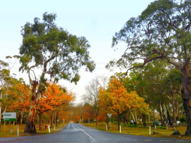 Avenue Of Honour