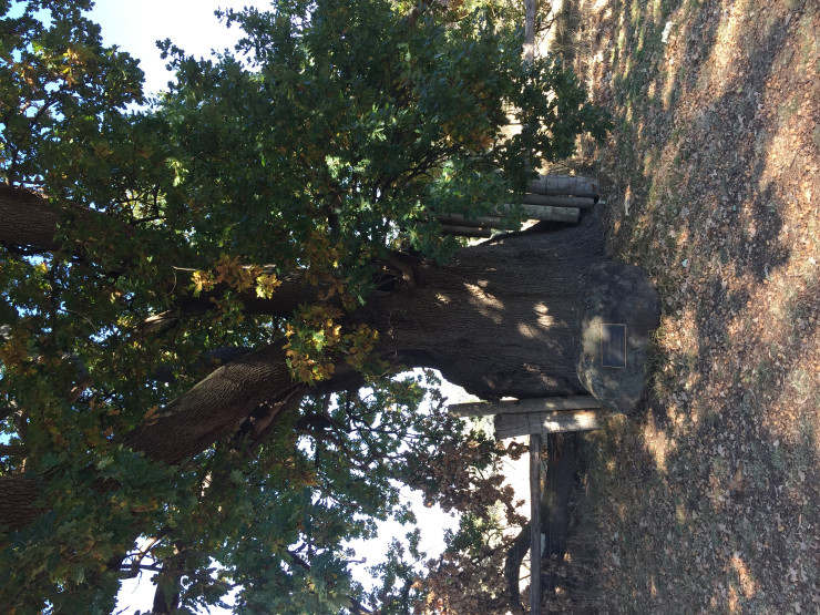 Donaldson's Oak Plaque and tree - portrait