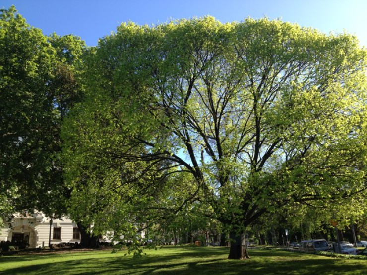 Treasury Gardens