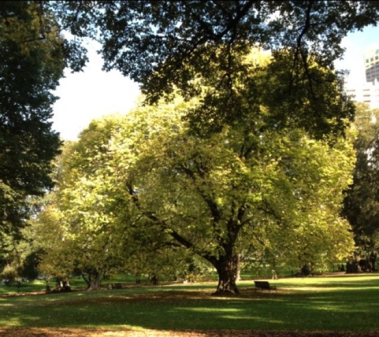 Treasury Gardens