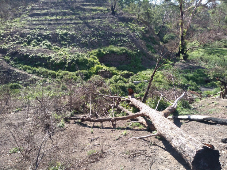 Ruins of Coulstock Mill 2020