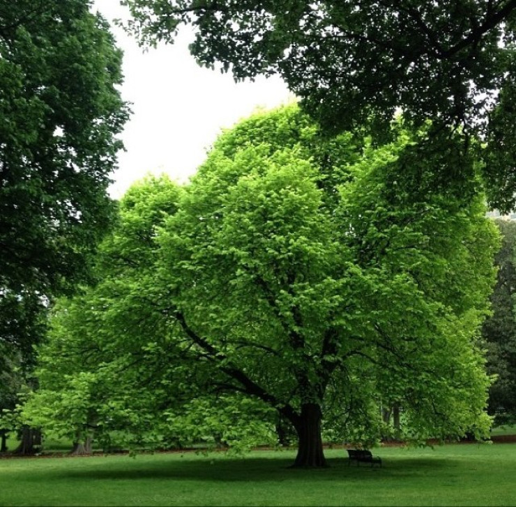 Treasury Gardens