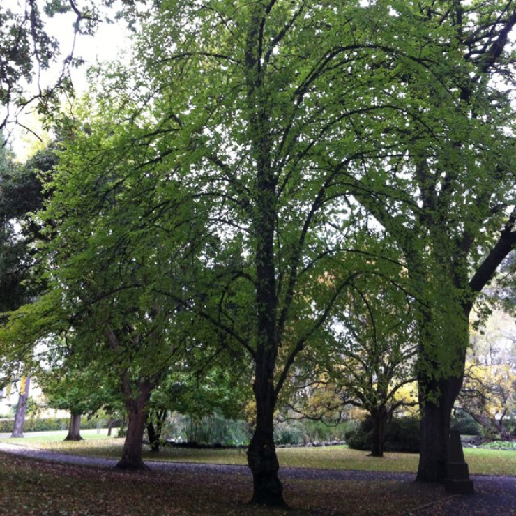 Hamilton Botanic Gardens