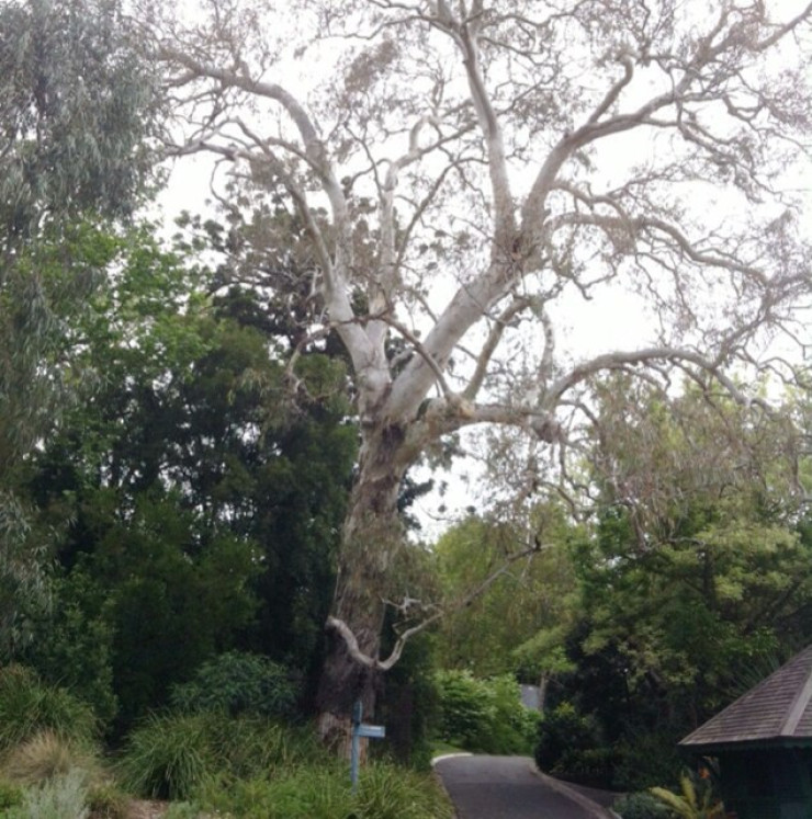 Royal Botanic Gardens