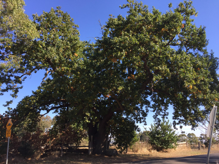 Donaldson's Oak North East Aspect