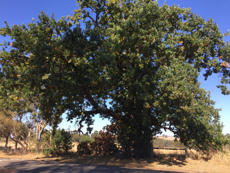 Donaldson's Oak North West Aspect