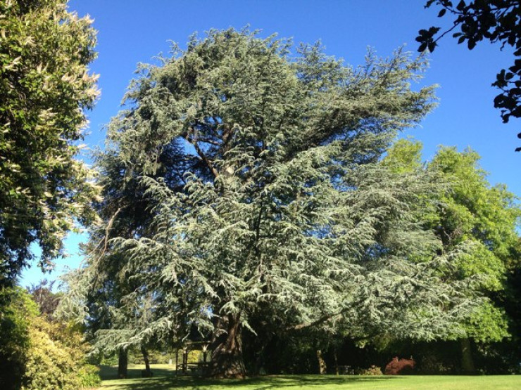 Daylesford Botanic Gardens